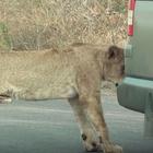 Pogodite gdje lavovi imaju više prava u prometu nego žene