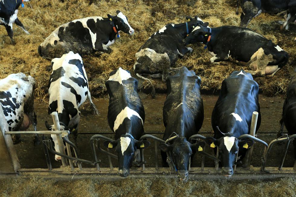 30 milijuna krava zakolju zbog kože u autima