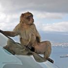 Novi skandal: Štetnost ispušnih plinova testirali na majmunima