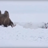 Rusija: Ladu iz snijega izvukla dvogrba deva