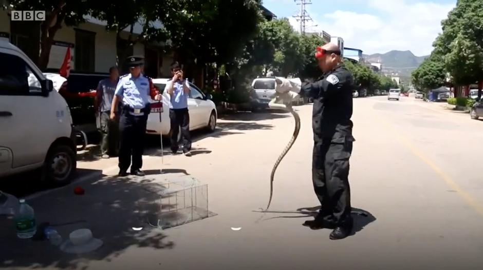 Što kad vam se kraljevska kobra od tri metra zavuče u automobil? | Author: BBC