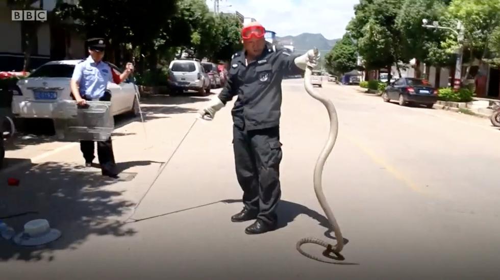Što kad vam se kraljevska kobra od tri metra zavuče u automobil?