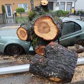Zagreb: Nevrijeme srušilo stablo koje  je palo na automobil